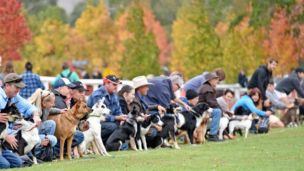 happy dog race track set